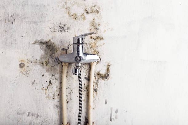 Best Certified Mold Removal  in Paradise Valley, AZ