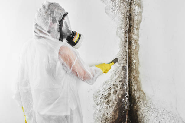 Best Toxic Mold Removal  in Paradise Valley, AZ