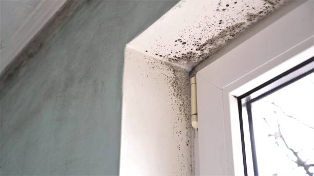Mold Removal and Inspection in Paradise Valley, AZ