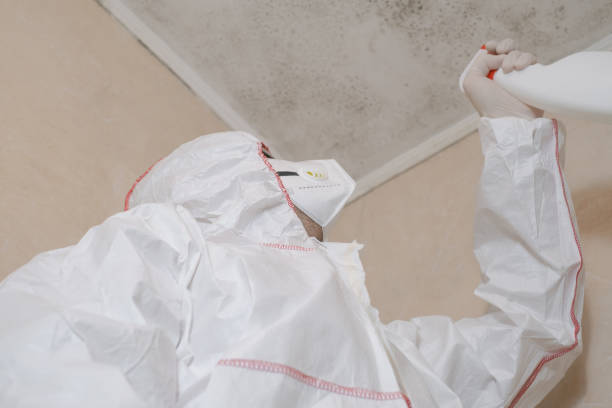 Best Attic Mold Removal  in Paradise Valley, AZ