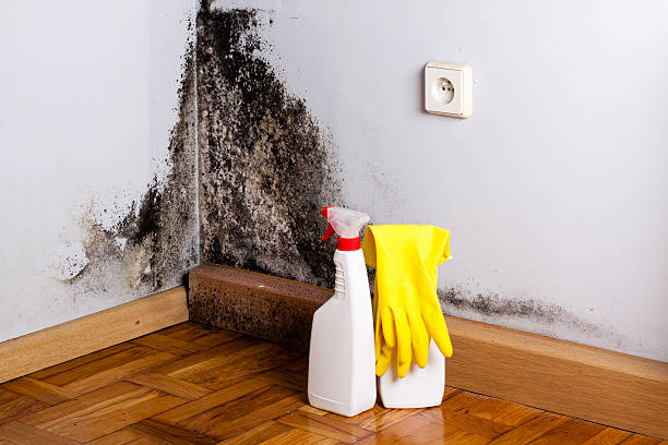 Best Mold Cleaning Services  in Paradise Valley, AZ
