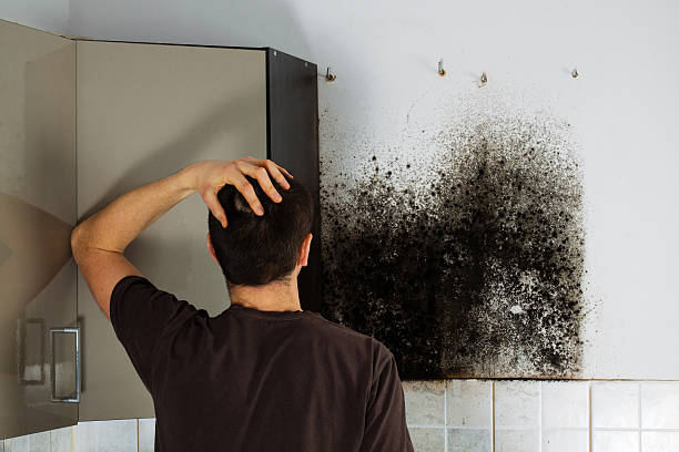 Best Black Mold Removal  in Paradise Valley, AZ