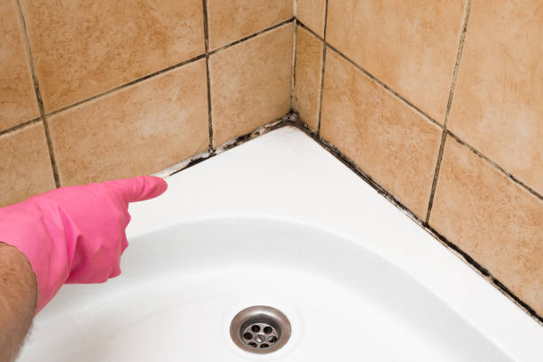 Best Crawl Space Mold Removal  in Paradise Valley, AZ